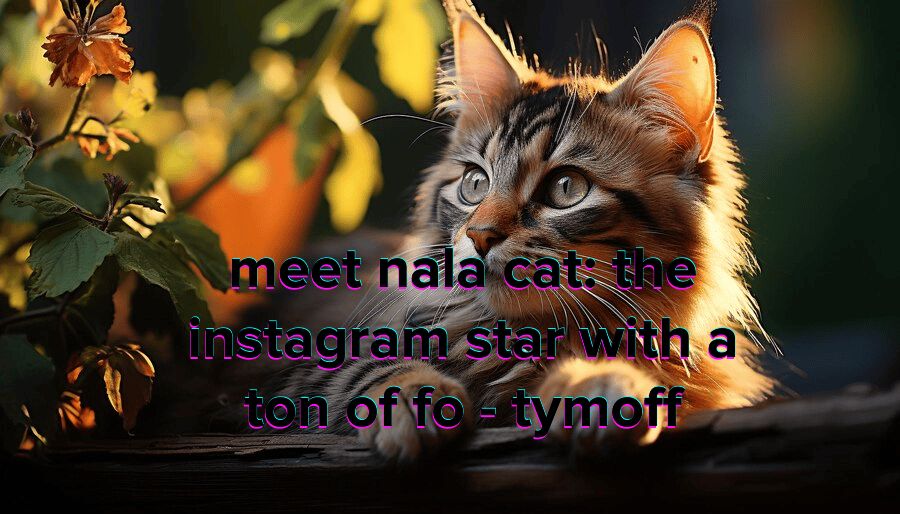 Meet Nala Cat: The Instagram Star with a Ton of Fo – Tymoff!